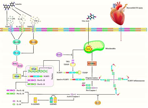 Frontiers Nlrp Role In Ischemia Reperfusion Injuries