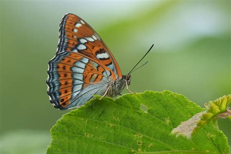 Limenitis Populi Butterflies Of Croatia