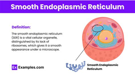 Smooth Endoplasmic Reticulum Definition Functions Structure