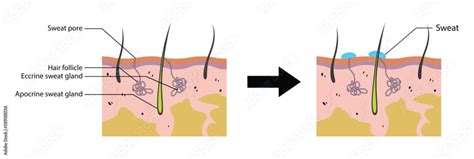 Illustration Of Biology Sweat Gland Anatomy Realistic Skin Structure