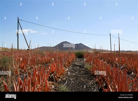 Aloe Vera Plant Farming Fuerteventura Canary Spain Adult Medical