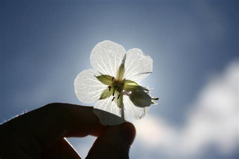 Free hand holding flower Stock Photo - FreeImages.com