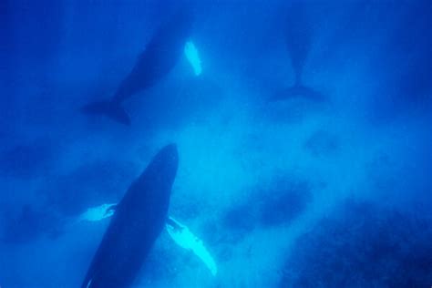 Salt Cay Whale Watching Tours And Charters Visit Turks And Caicos Islands