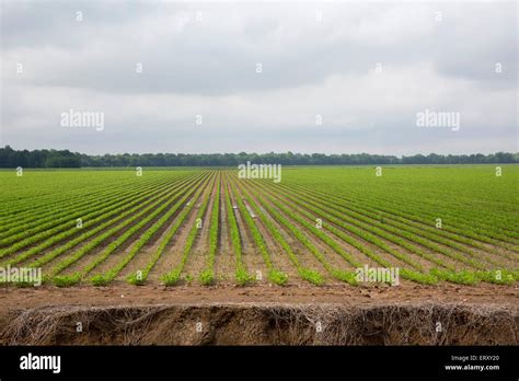 Clarksdale Mississippi Flat Farm Land In The Mississippi Delta Stock