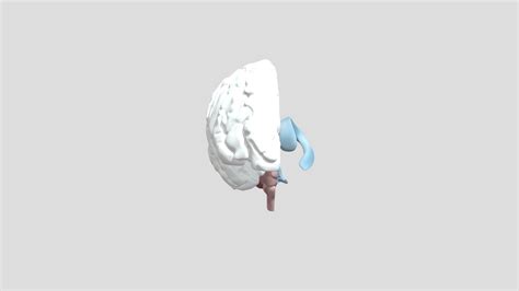 Cerebral Ventricles 3D Model By Living Anatomy NYUSOMAnatomy