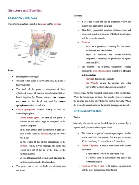 Assessing Genitalia And Rectum Pdf