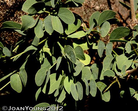 Black Thorn Acacia Mellifera