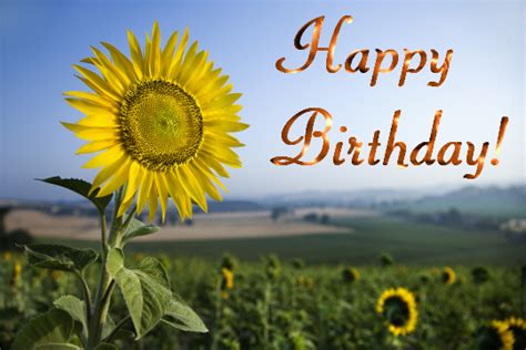 Birthday Sunflower... Free Flowers eCards, Greeting Cards | 123 Greetings