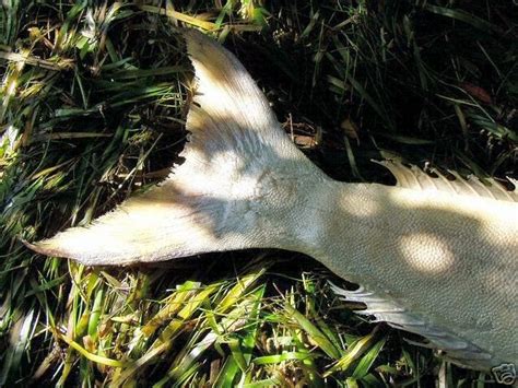 Mermaid Found After Tsunami Connecting Friends