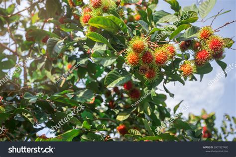 4,007 Thai rambutan garden Images, Stock Photos & Vectors | Shutterstock