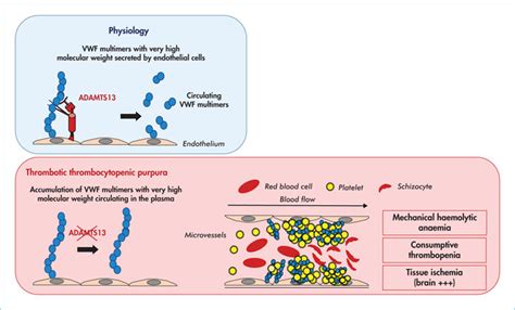 Von Willebrand Factor Adamts