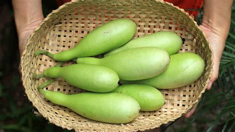 How To Grow Bottle Gourd लौकी का पौधा कैसे उगाएं Lauki Ka Plant Lagane Ka Tarika How To Grow