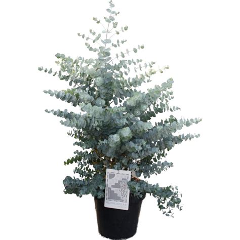 Eucalyptus Cinerea Silver Dollar — Plant Wholesale Floraccess