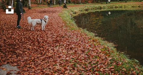 A Person Walking With Two Dogs On A Leaf Covered Path Photo Free