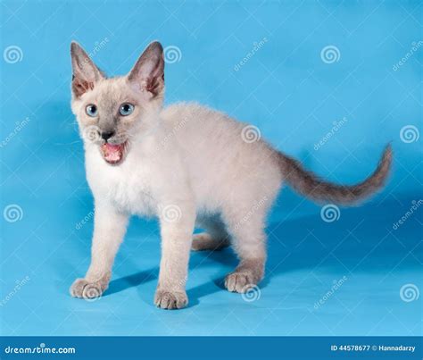 Curly Cornish Rex Kitten Standing On Blue Stock Image Image Of