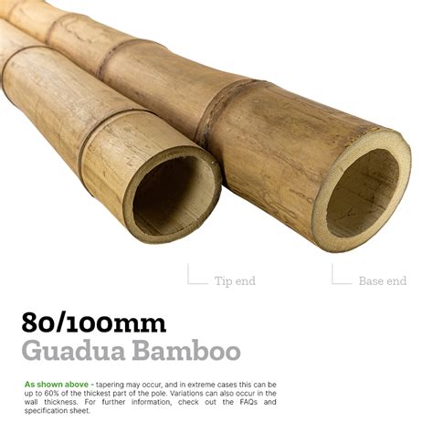 80 100mm Guadua Bamboo Pole 5 8m UK Bamboo