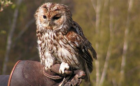 La Chouette Hulotte Strix Aluco Le Rapace Nocturne Le Plus Connu