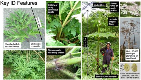 Giant Hogweed Control and Solutions from INVAS Biosecurity | Invasive Species Specialists ...