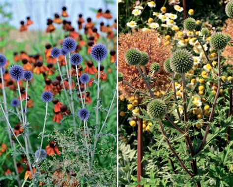 Echinops The Most Beautiful Varieties Secrets Of Planting And