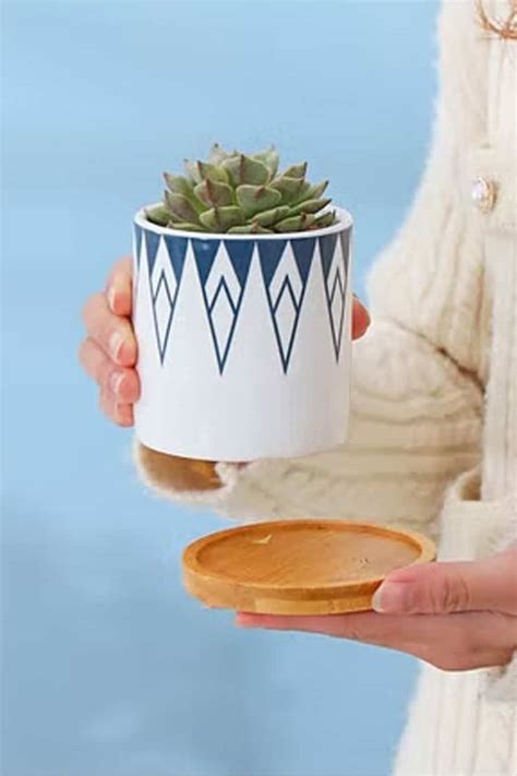 buy pin mini pot unique  stylish planter  plantshopme