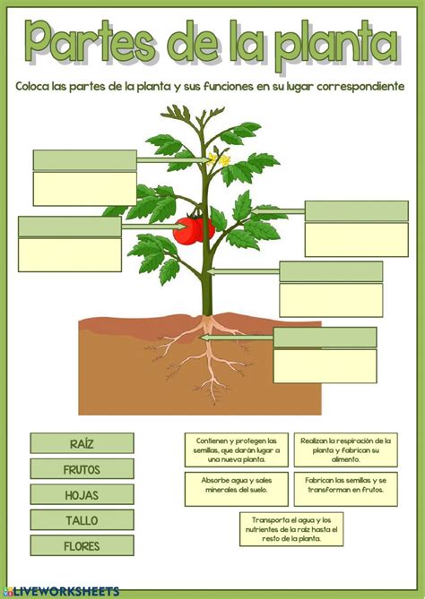 Las Partes De La Planta Y Sus Funciones Worksheet Hot Sex Picture