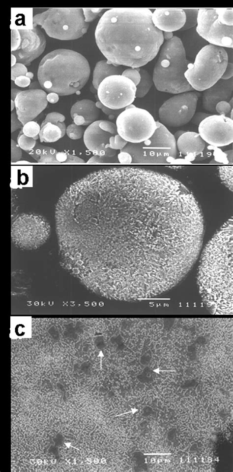 Scanning Electron Micrographs Showing A Powder Morphology And B And Download Scientific