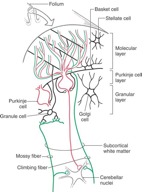 The Pons And Cerebellum Neupsy Key