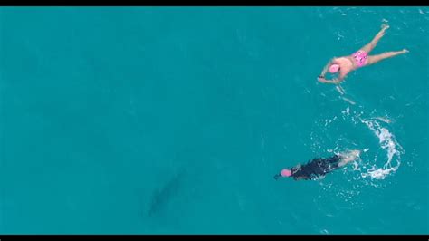 Drone Captures Shark Beneath Ocean Swimmers At Bondi Beach Youtube