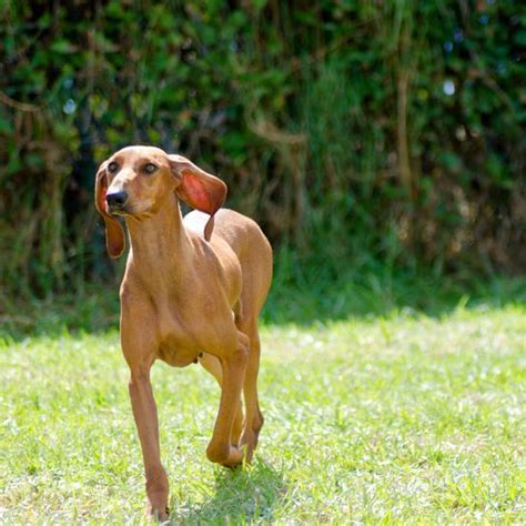 Chien courant italien à poil court Caractère attitude Races de