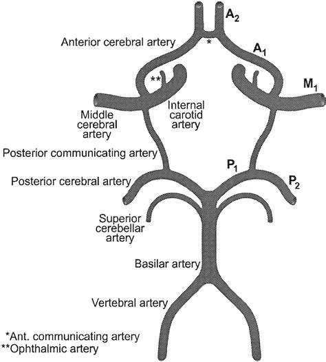 Internal Carotid Artery Circle Of Willis