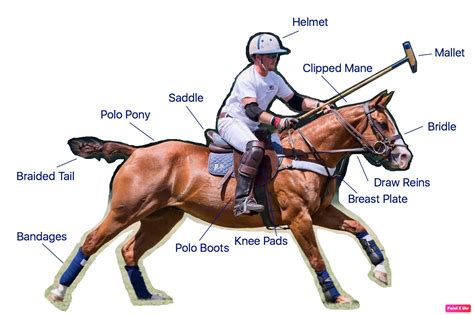 Polo Equipment
