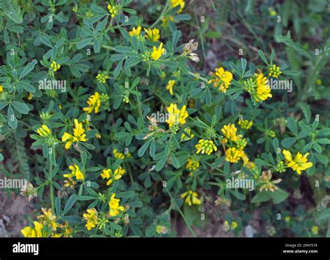 Alfalfa Sickle Medicago Falcata Blooms In Nature Stock Photo Alamy