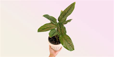 How to Care for a Calathea Plant Indoors | Plantcarefully