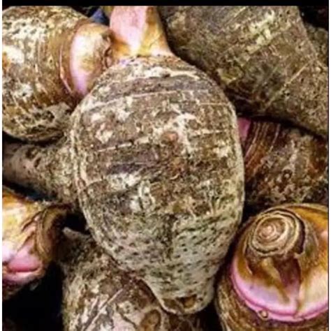 Jual Umbi Talas Ungu Talas Kimpul Pilihan Berkualitas 1kg Shopee