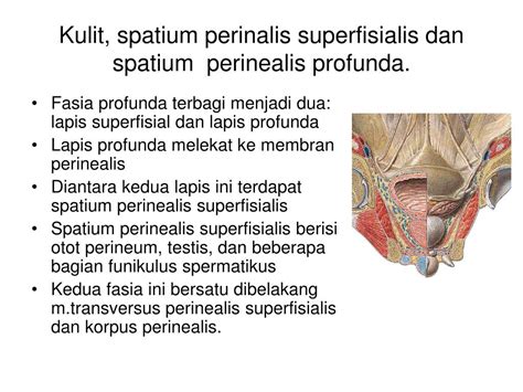 Ppt Perineum Powerpoint Presentation Free Download Id4182240