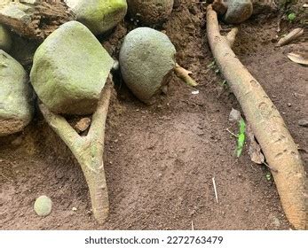 1,062 Mango Tree Root Images, Stock Photos & Vectors | Shutterstock