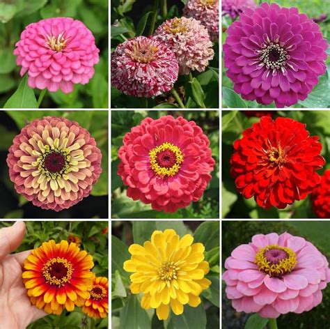 Multi-Color Zinnia Seeds, 100pcs/pack – GreenSeedGarden