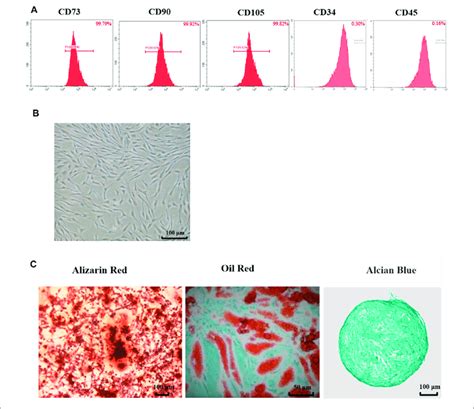 Characteristics Of Adipose Derived Mesenchymal Stem Cell From Rats Download Scientific