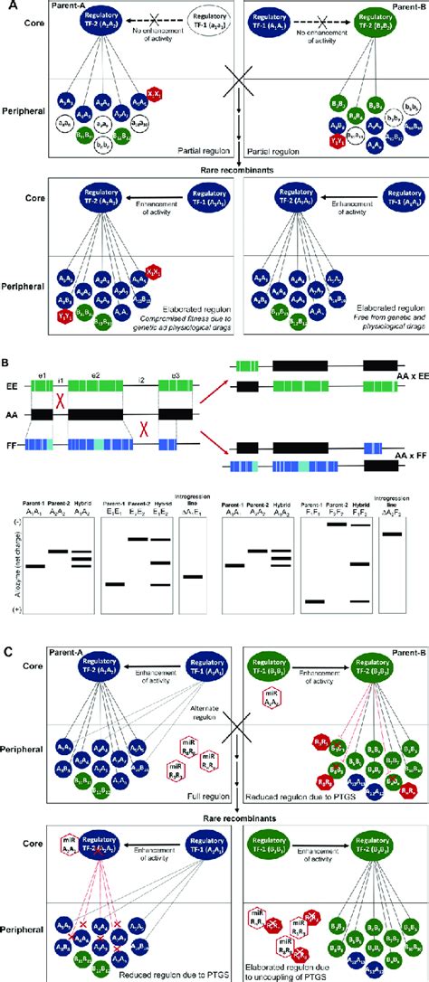 Hypothetical Models Illustrating The Possible Origins Of Non Additive Download Scientific