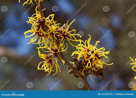 Witch Hazel That Yellow Beautiful Flowers Bloom Early Spring Stock