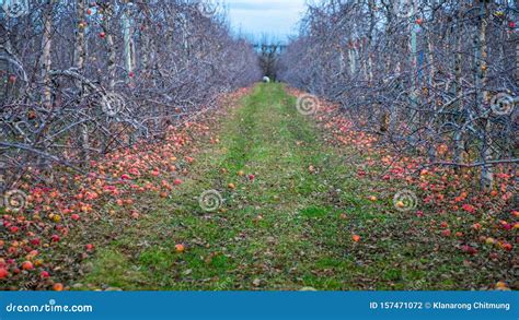 Apple Orchard In Autumn Winter Season I Stock Photo Image Of Garden