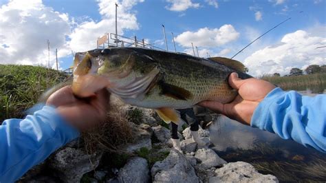 Pesca De Lobina Negra En Canales De Florida YouTube