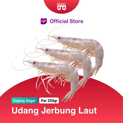 Jual Udang Jerbung Laut ASLI FRESH Bukan Frozen Shopee Indonesia