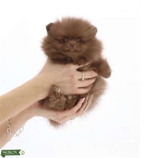 KC Registered Pedigree Miniature Pomeranian Stud - Stud Dog in Los Angeles, CA, the United ...