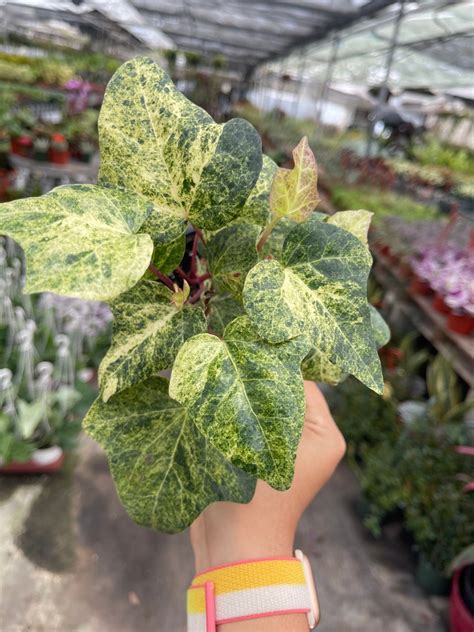 Hedera Helix Gold Dust Ivy Live Plant 4 Pot Etsy