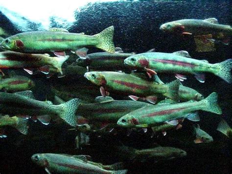 Golden trout - Facts, Diet, Habitat & Pictures on Animalia.bio