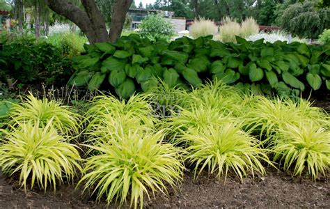 Hakonechloa Macra All Gold Herbe Du Japon Japanese Forest Grass Nos Végétaux Jardin2m