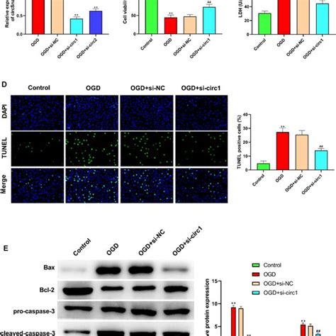 Silencing Circsnap47 Alleviated Ogd Induced H9c2 Cell Injury A The