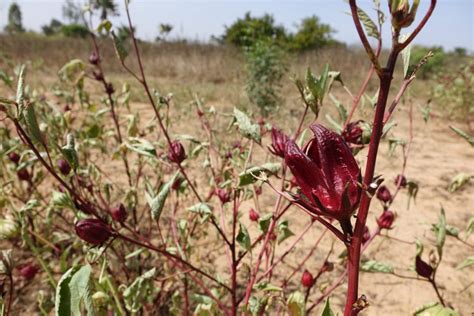 Hibiscus Oseille De Guin E Votre Alli Beaut Roots Magazine