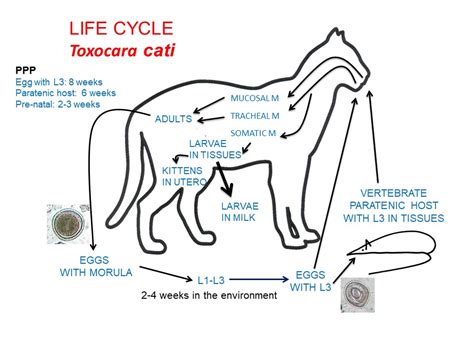 Toxocara Cati Life Cycle